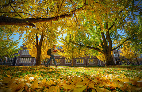 Ginko Trees on WashU's Campus in Fall
